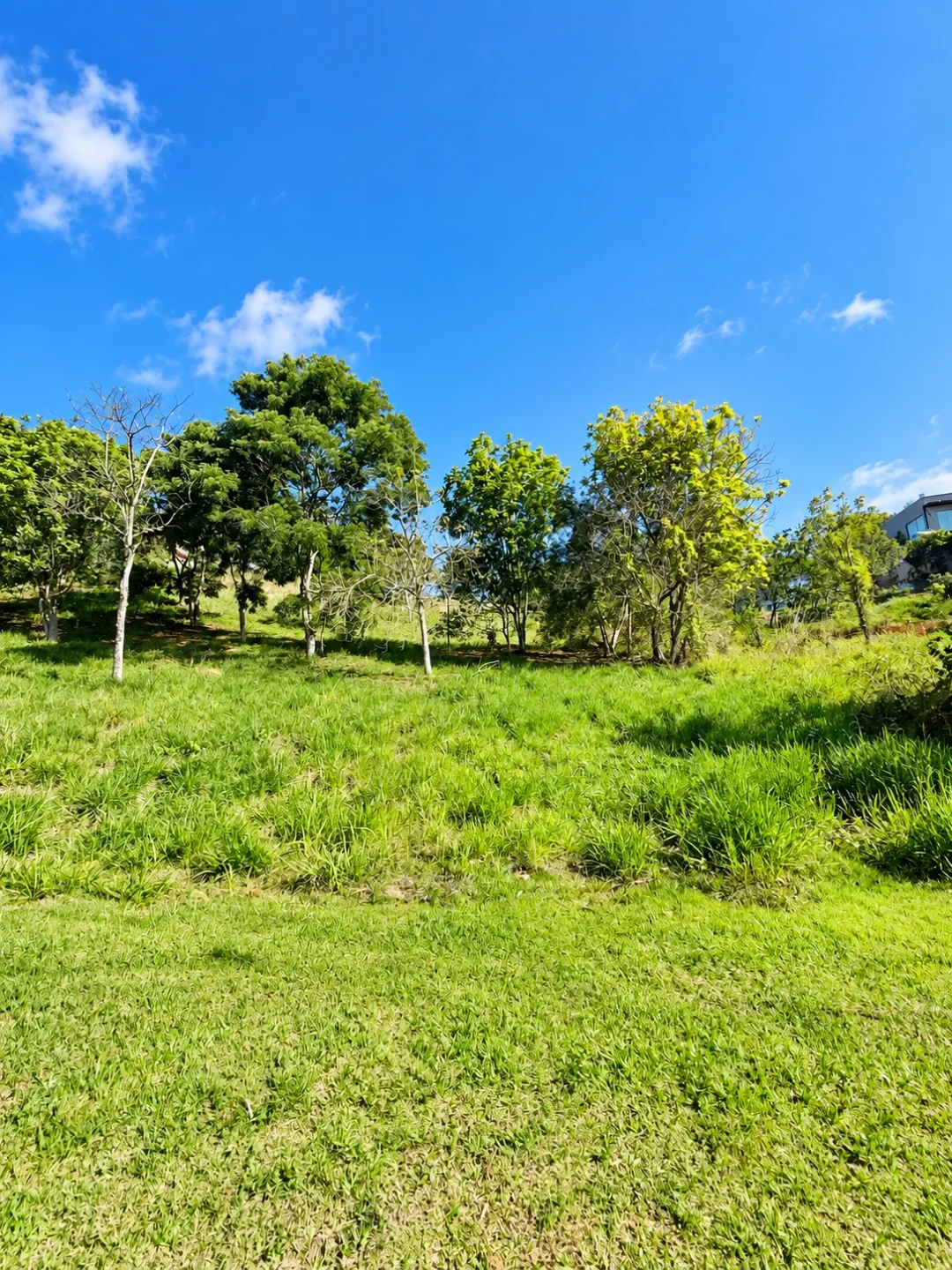 Imagem do lote: trecho do terreno com vegetação, no Reserva Ibirapitanga, em Santa Isabel — Ref. 0094